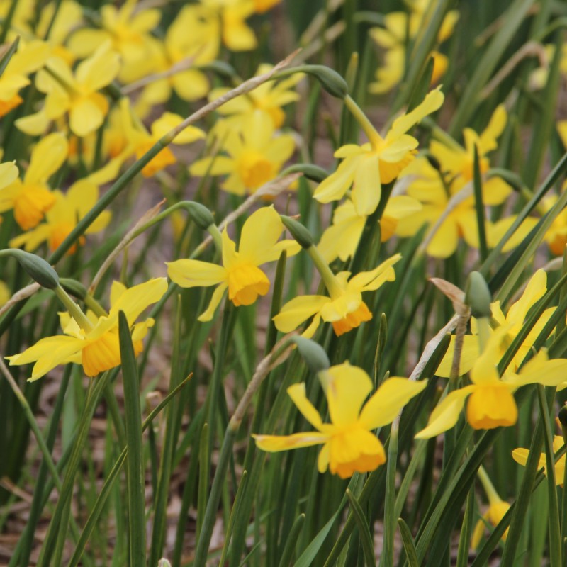Narcissus 'Rosedown' Narcissus 'Rosedown'