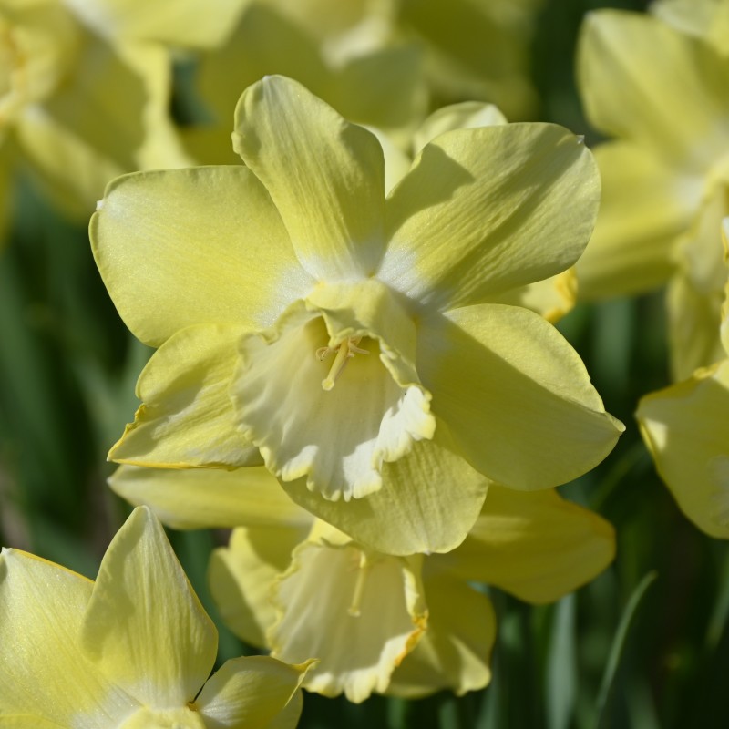 Narcissus 'Rushlight' Narcissus 'Rushlight'