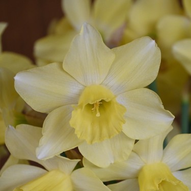Narcissus 'Rushlight' Narcissus 'Rushlight'
