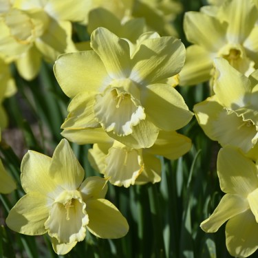 Narcissus 'Rushlight' Narcissus 'Rushlight'