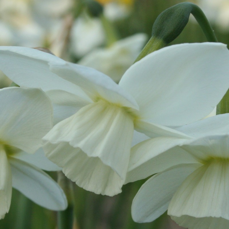 Narcissus 'Saberwing' Narcissus 'Saberwing'