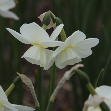 Narcissus 'Saberwing' Narcissus 'Saberwing'