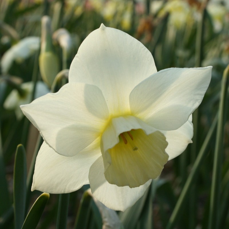 Narcissus 'Sextant' Narcissus 'Sextant'