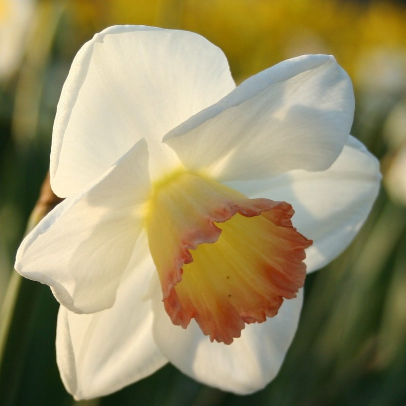 Narcissus 'Signorina' Narcissus 'Signorina'