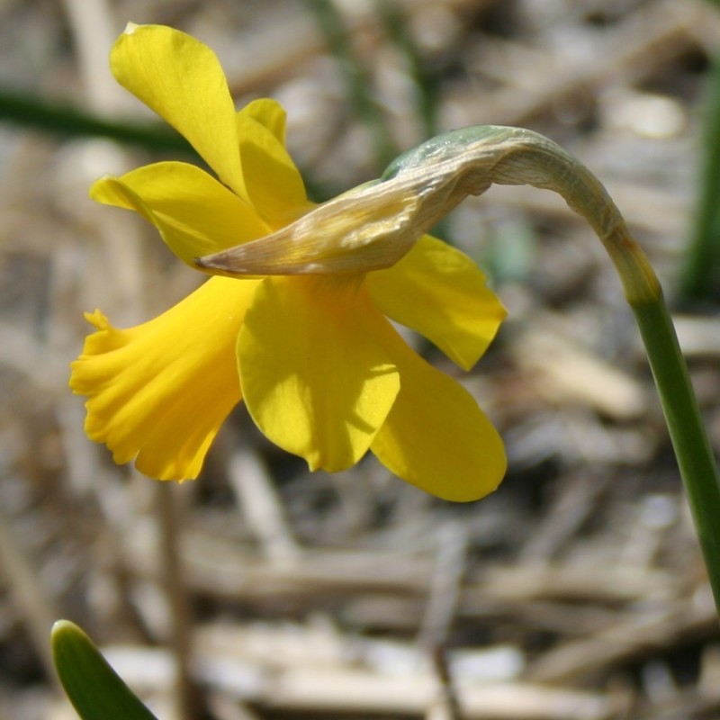 Narcissus 'Skilliwidden' Narcissus 'Skilliwidden'