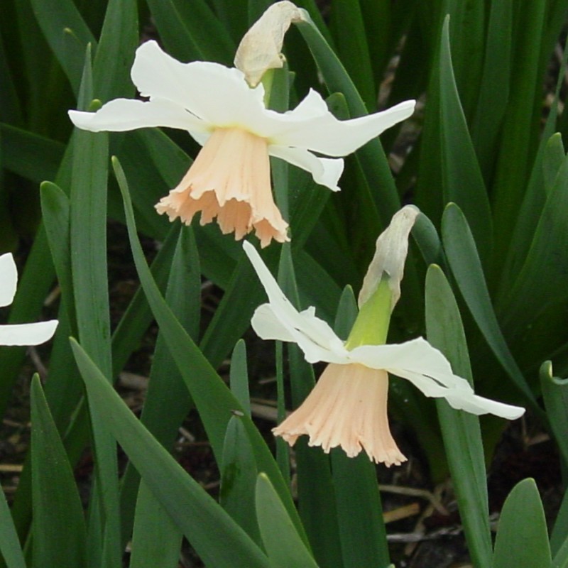Narcissus 'Snoopie' Narcissus 'Snoopie'