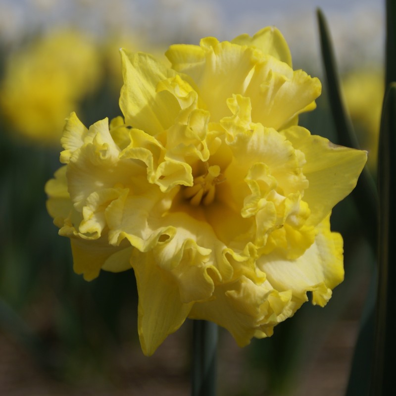Narcissus 'Sprinter' Narcissus 'Sprinter'