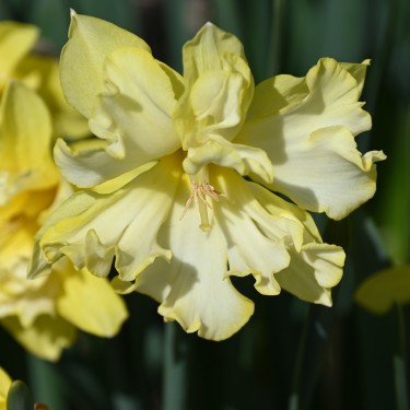 Narcissus 'Sprinter' Narcissus 'Sprinter'