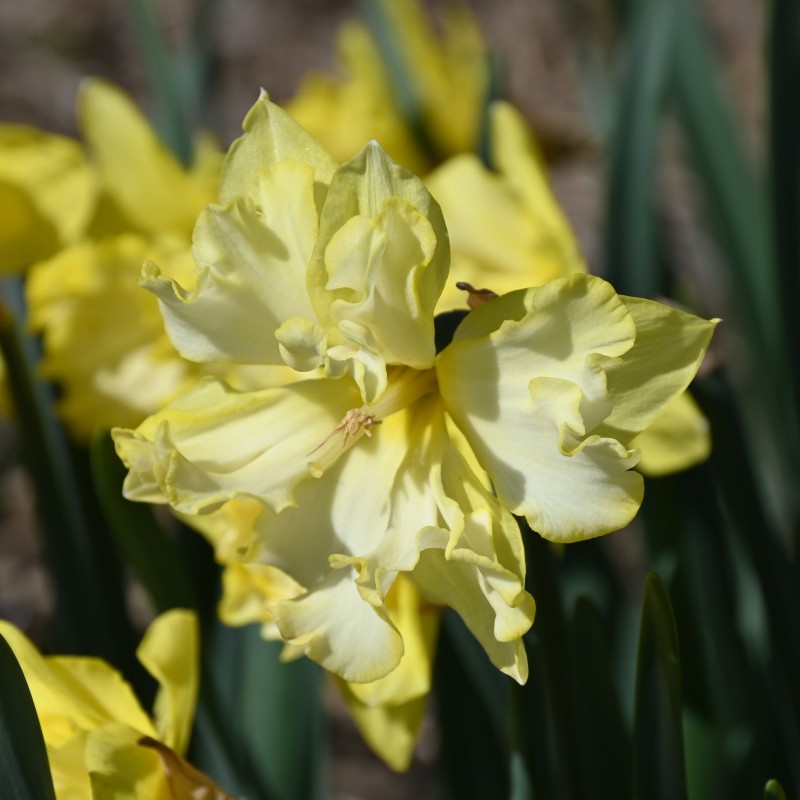 Narcissus 'Sprinter' Narcissus 'Sprinter'