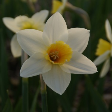 Narcissus 'Suhaili'