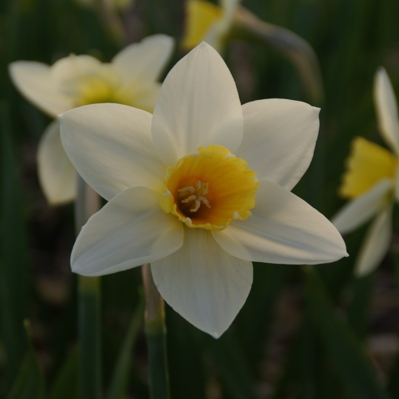 Narcissus 'Suhaili' Narcissus 'Suhaili'