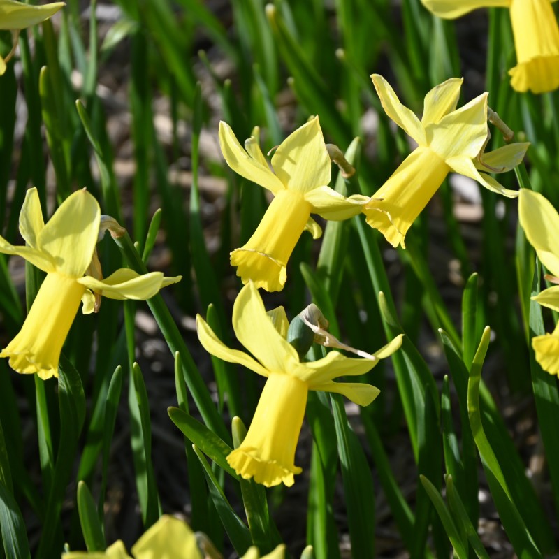 Narcissus 'Suzie Dee' Narcissus 'Suzie Dee'