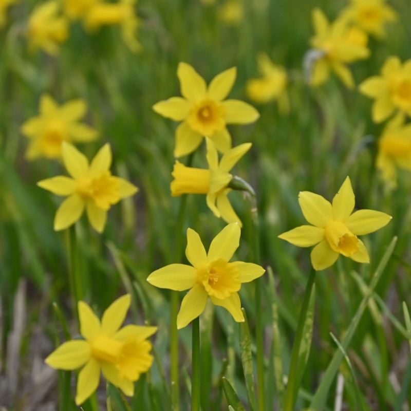 Narcissus 'The Little Gentleman' Narcissus 'The Little Gentleman'