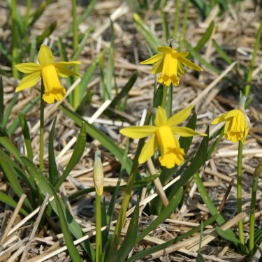 Narcissus 'The Little Gentleman' Narcissus 'The Little Gentleman'