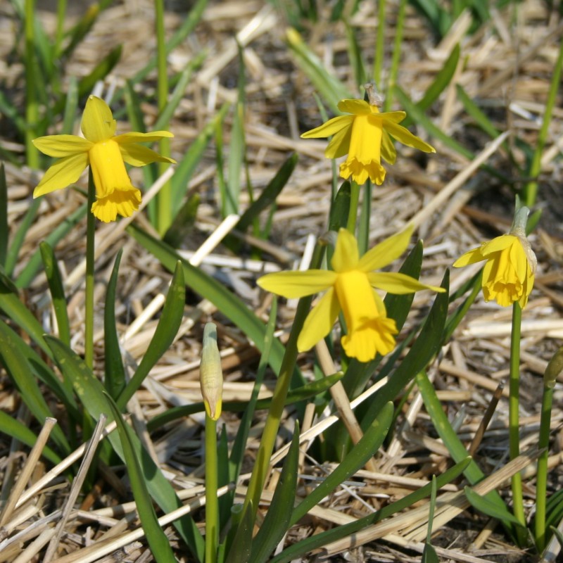 Narcissus 'The Little Gentleman' Narcissus 'The Little Gentleman'