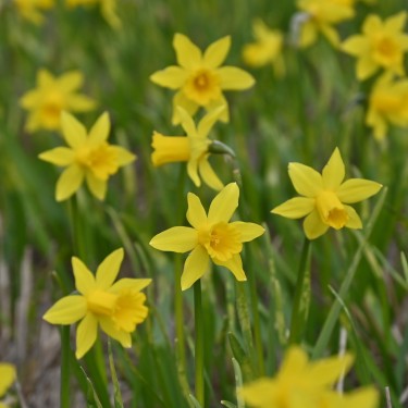 Narcissus 'The Little Gentleman' Narcissus 'The Little Gentleman'