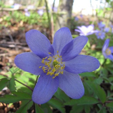 Anemone nemorosa 'Royal Blue' Anemone nemorosa 'Royal Blue'