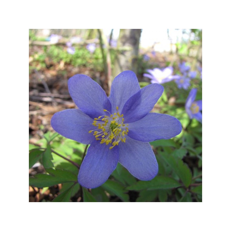 Anemone nemorosa 'Royal Blue' Anemone nemorosa 'Royal Blue'