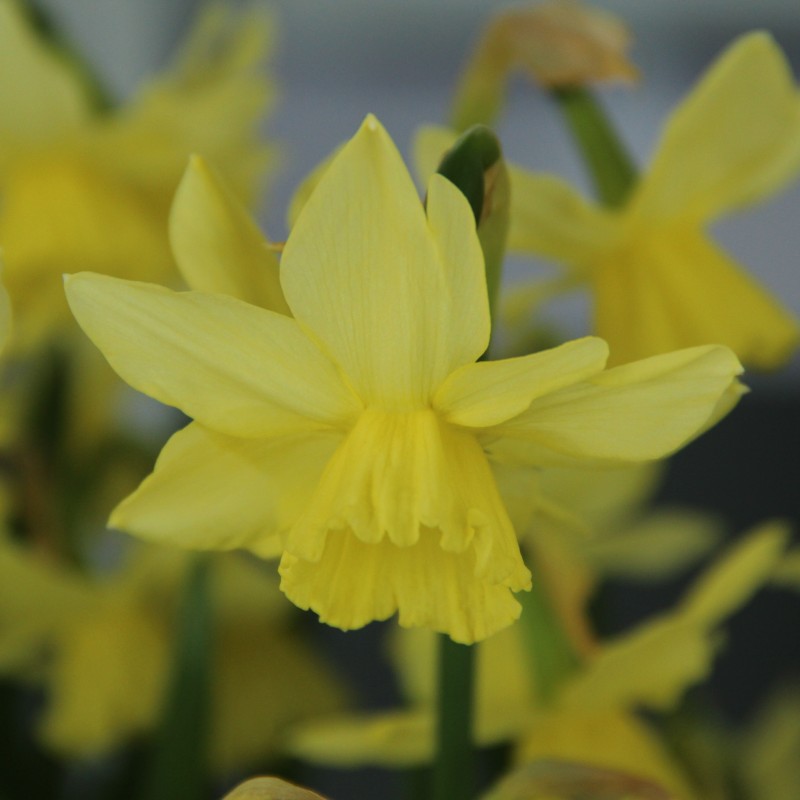 Narcissus 'Thoughtful' Narcissus 'Thoughtful'