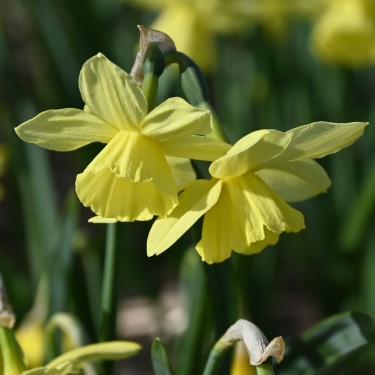 Narcissus 'Thoughtful' Narcissus 'Thoughtful'