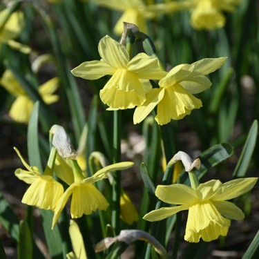 Narcissus 'Thoughtful' Narcissus 'Thoughtful'