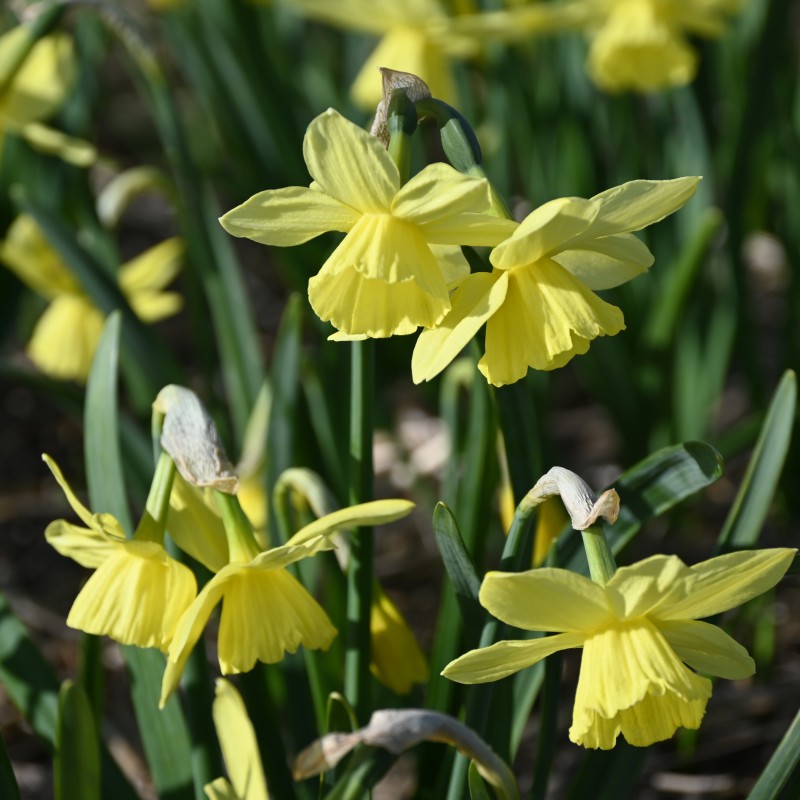 Narcissus 'Thoughtful' Narcissus 'Thoughtful'