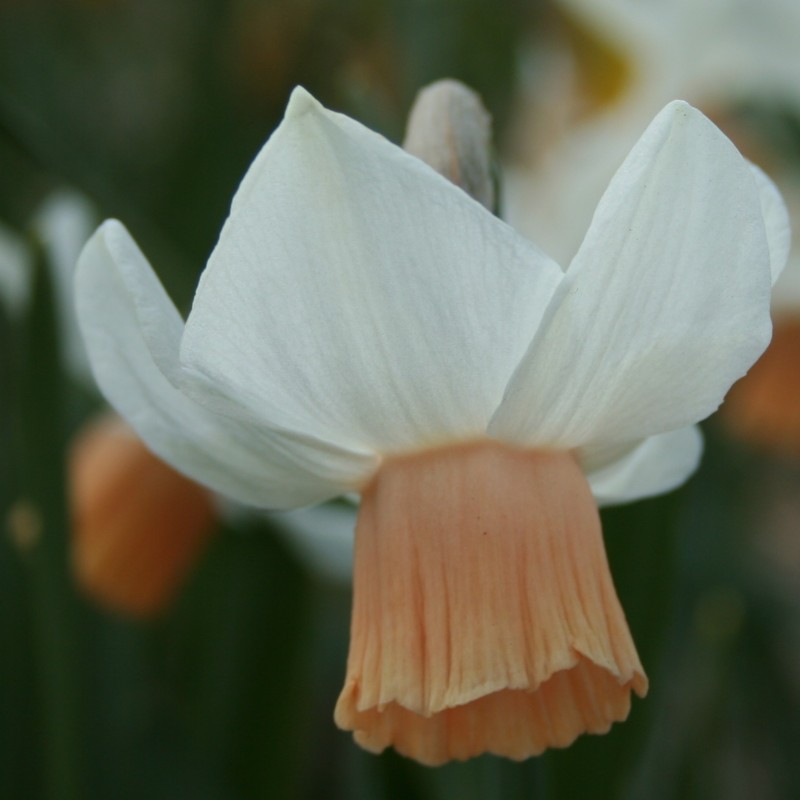 Narcissus 'Tiger Moth' Narcissus 'Tiger Moth'