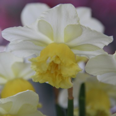 Narcissus 'Toyama'