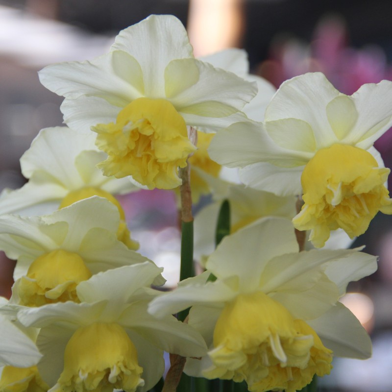 Narcissus 'Toyama' Narcissus 'Toyama'