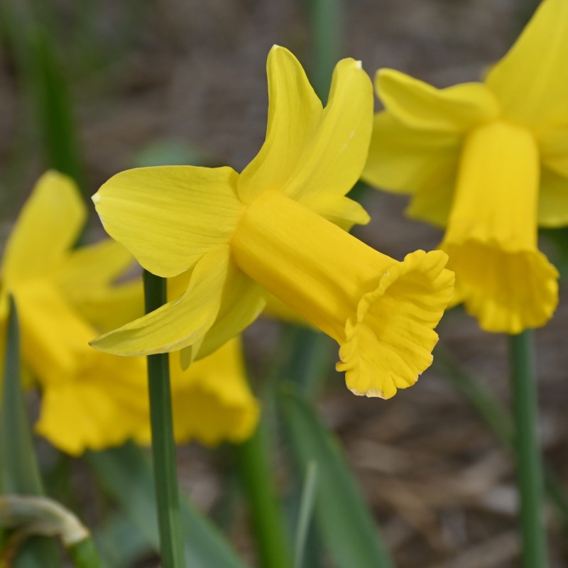 Narcissus 'Trewirgie' Narcissus 'Trewirgie'