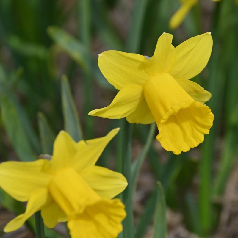 Narcissus 'Trewirgie' Narcissus 'Trewirgie'