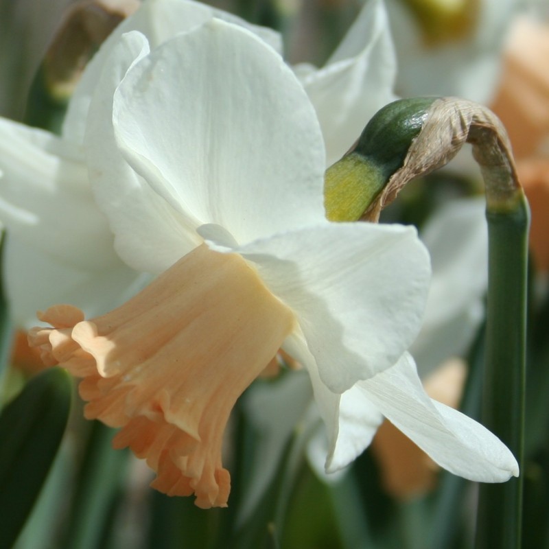 Narcissus 'Waif' Narcissus 'Waif'