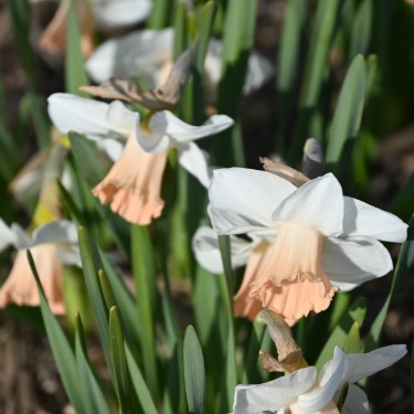 Narcissus 'Waif' Narcissus 'Waif'