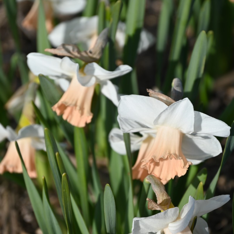 Narcissus 'Waif' Narcissus 'Waif'