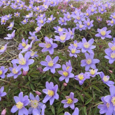 Anemone nemorosa 'Royal Blue' Anemone nemorosa 'Royal Blue'