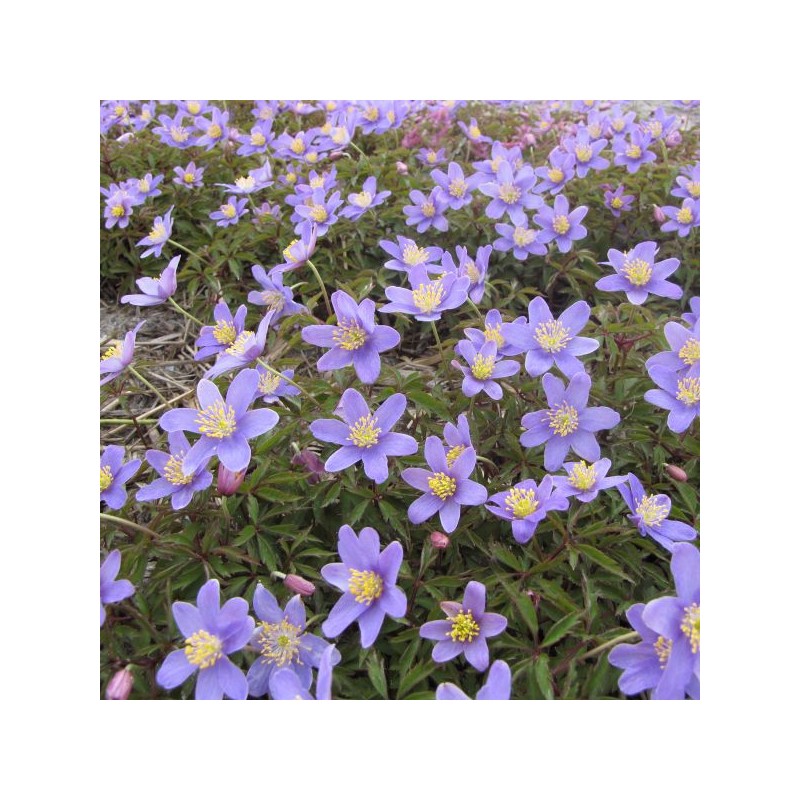 Anemone nemorosa 'Royal Blue' Anemone nemorosa 'Royal Blue'