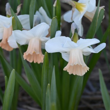 Narcissus 'Waif' Narcissus 'Waif'