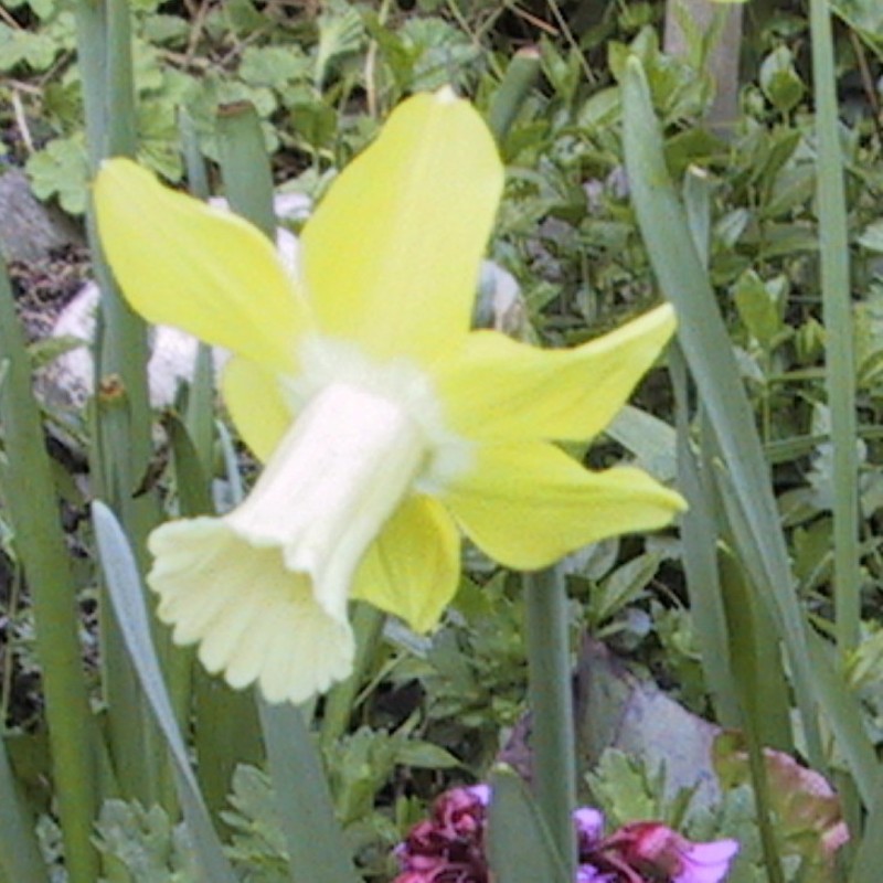 Narcissus 'Wheatear' Narcissus 'Wheatear'