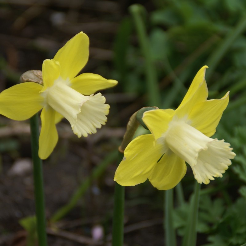 Narcissus 'Wheatear' Narcissus 'Wheatear'
