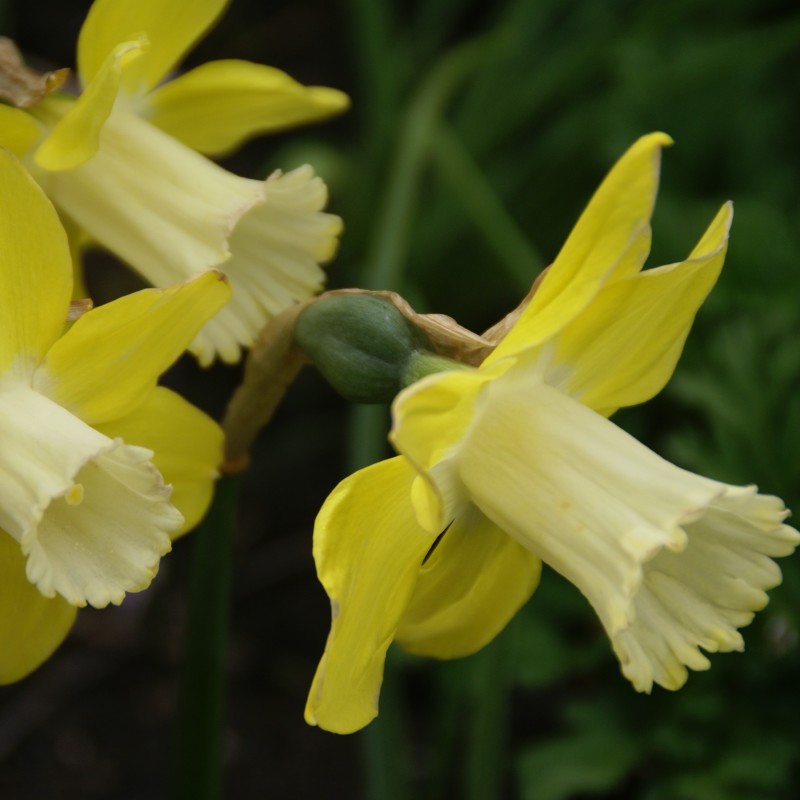 Narcissus 'Wheatear' Narcissus 'Wheatear'