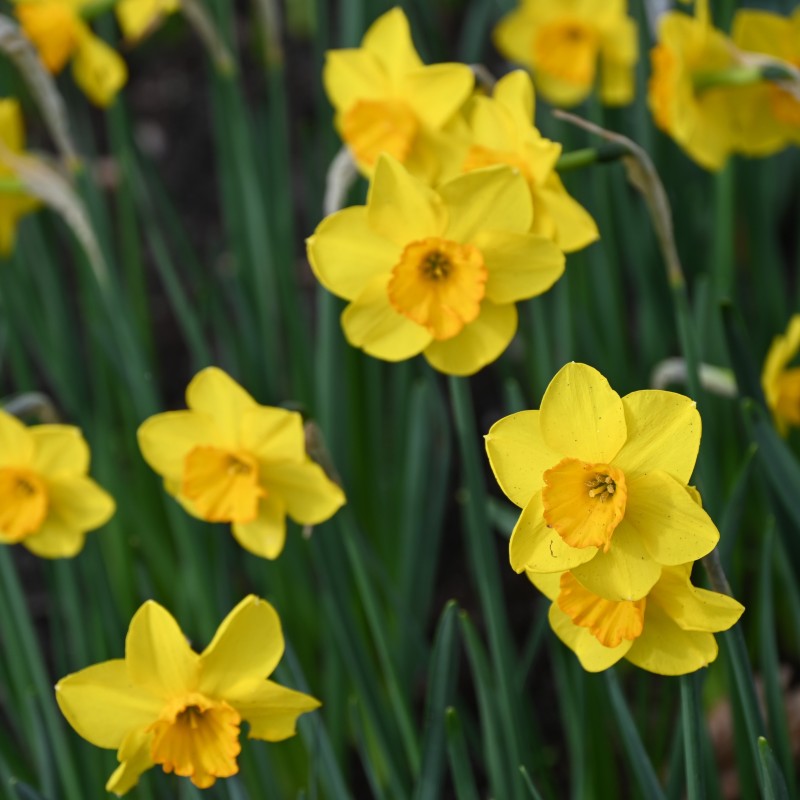 Narcissus 'Whipcord' Narcissus 'Whipcord'