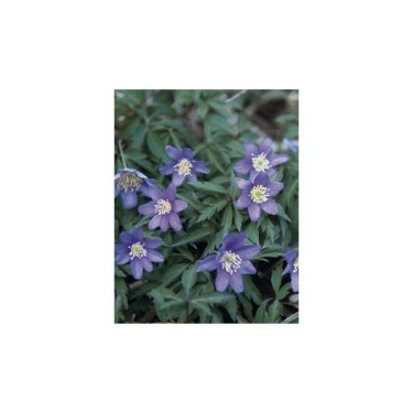 Anemone nemorosa 'Royal Blue' Anemone nemorosa 'Royal Blue'