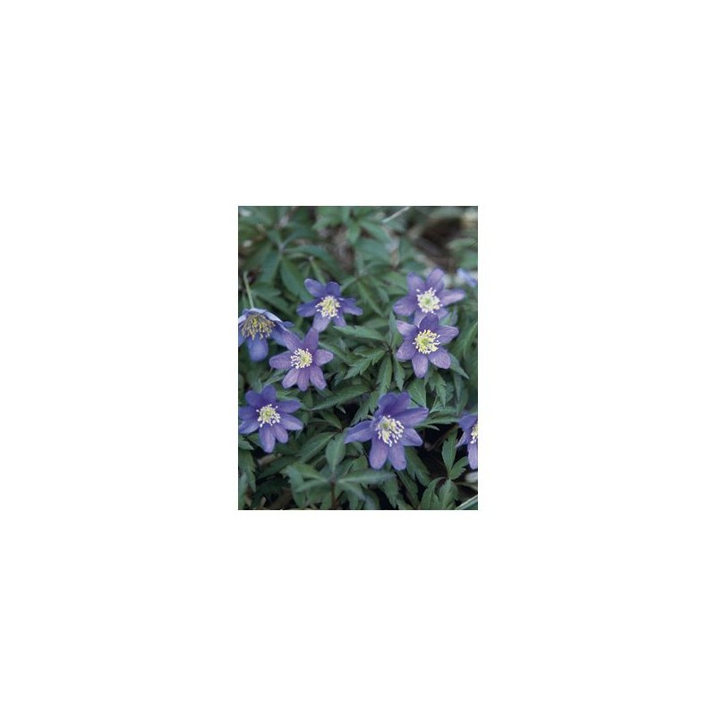 Anemone nemorosa 'Royal Blue' Anemone nemorosa 'Royal Blue'