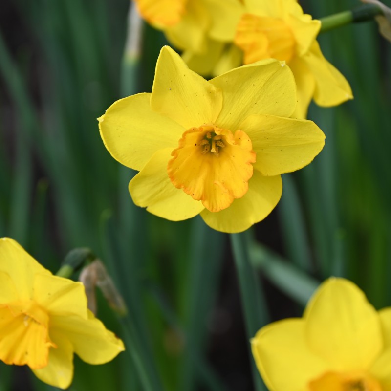 Narcissus 'Whipcord' Narcissus 'Whipcord'