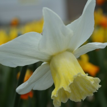 Narcissus 'Winged Victory'