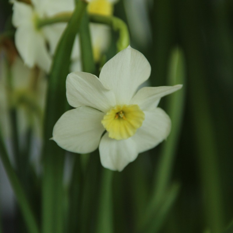 Narcissus 'Yellow Xit' Narcissus 'Yellow Xit'