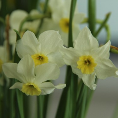 Narcissus 'Yellow Xit' Narcissus 'Yellow Xit'