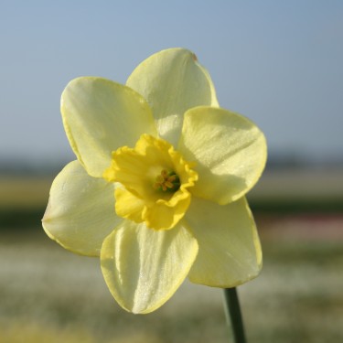 Narcissus 'Young Oliver'