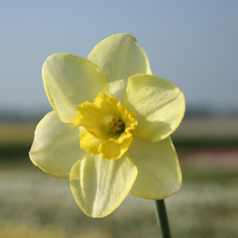 Narcissus 'Young Oliver' Narcissus 'Young Oliver'