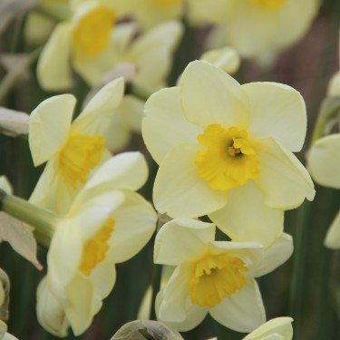 Narcissus 'Young Oliver' Narcissus 'Young Oliver'